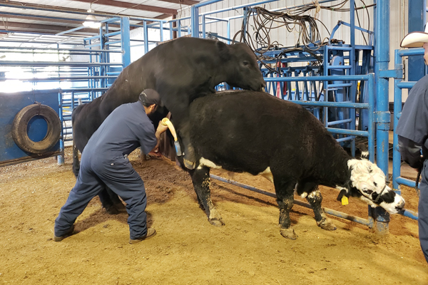 Person using artificial vagina to collect semen from a bull