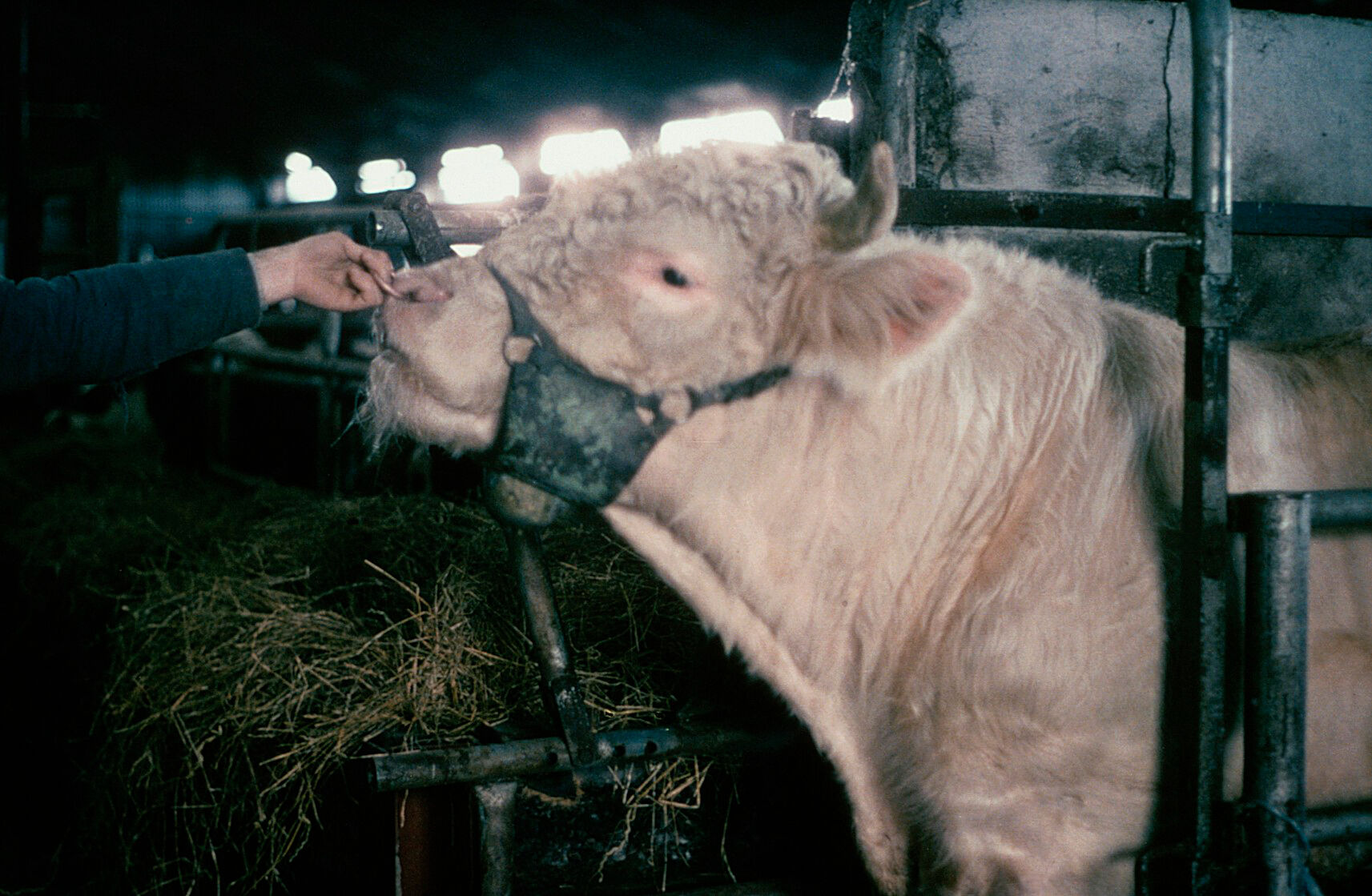 Bull with a chin ball marker