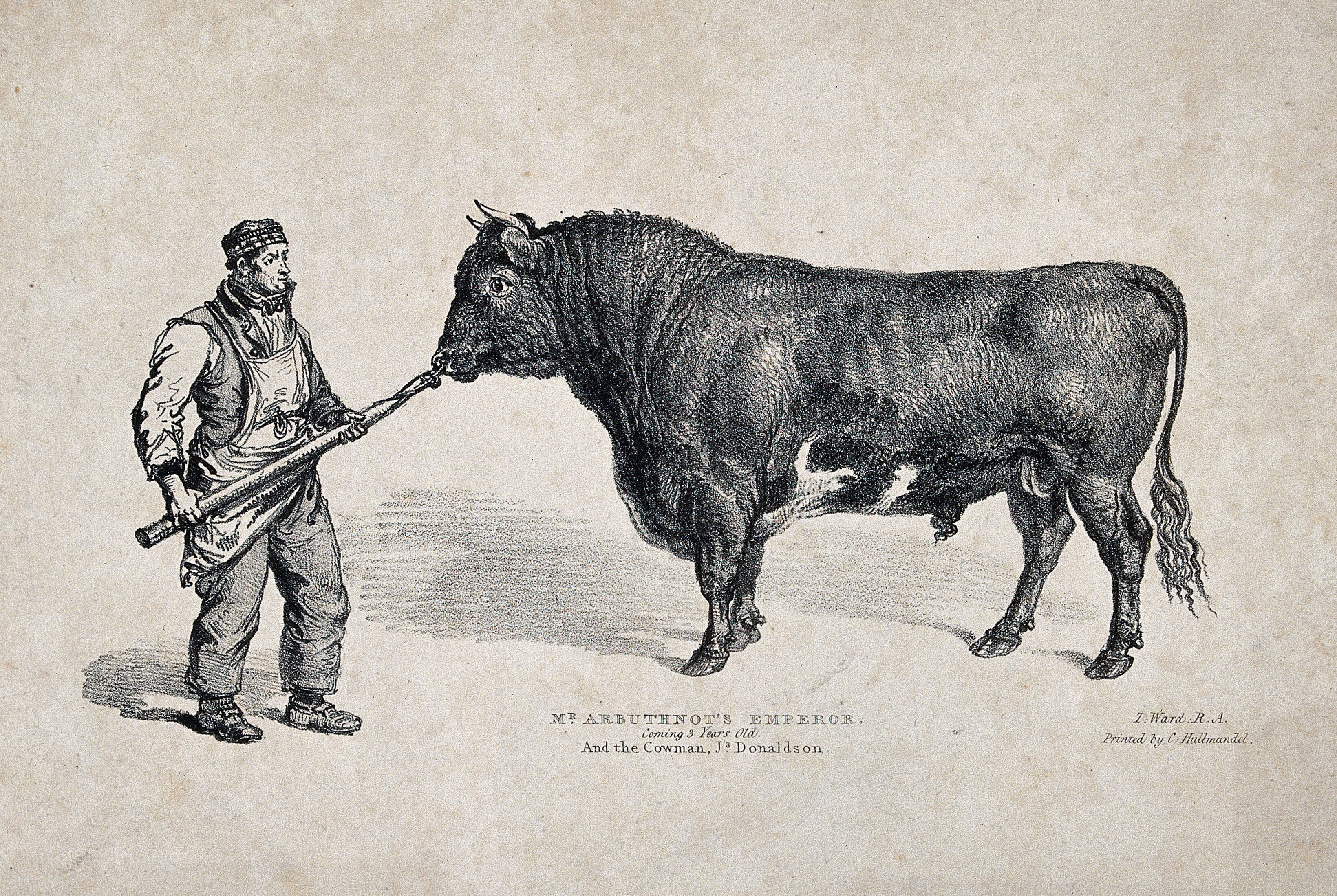 Illustration of a bull being led by nose ring