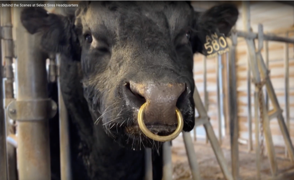 Bull in a pen with a nose ring