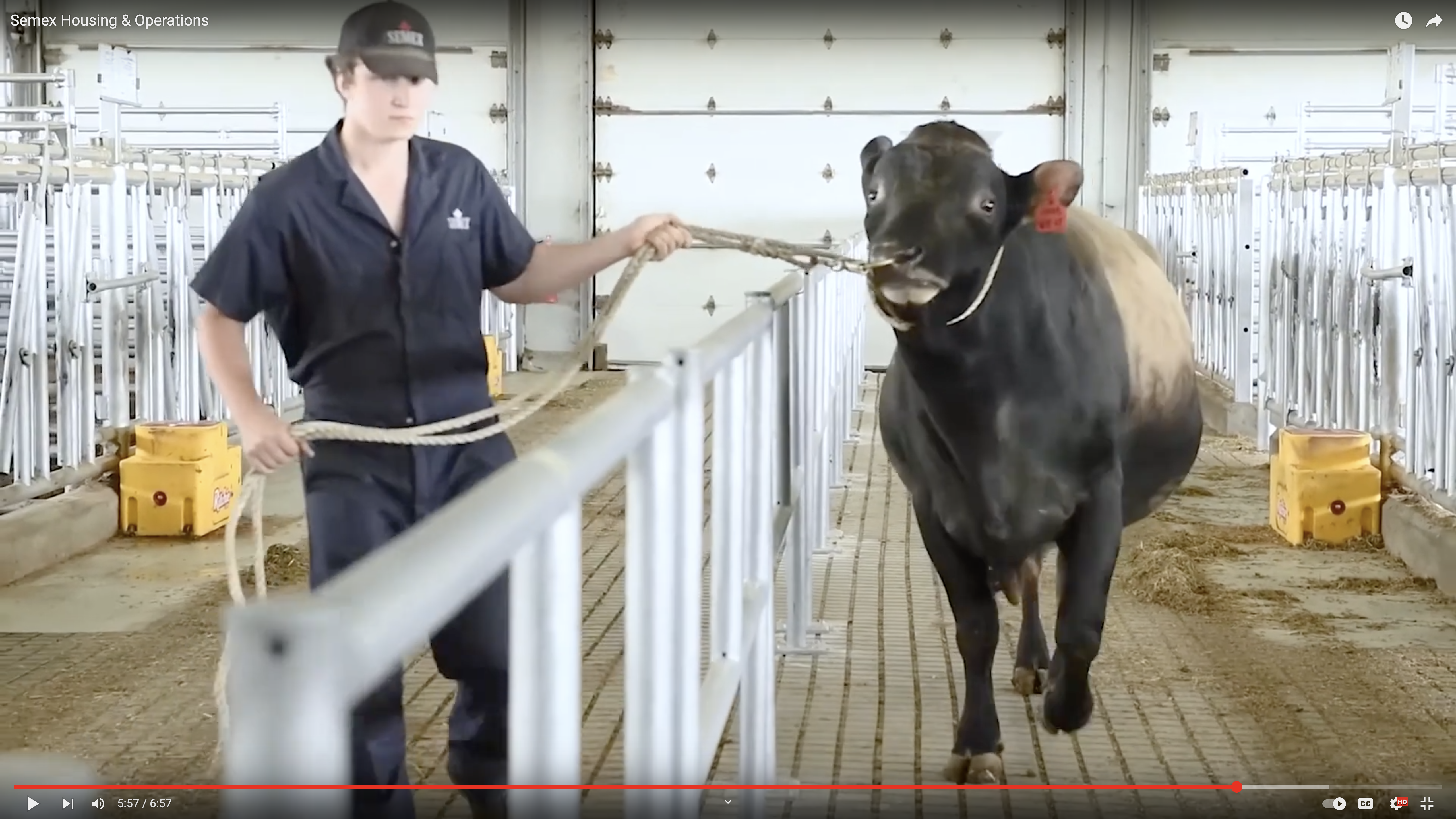 Image of a bull led by ring and rope