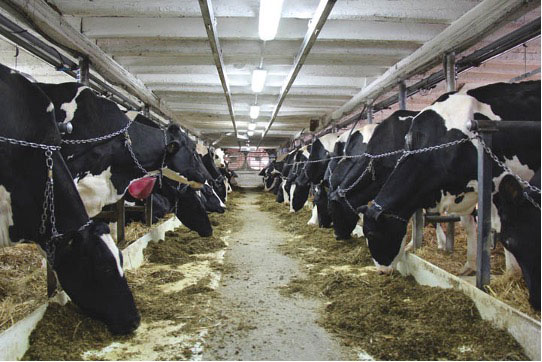 Milk production facility in Quebec