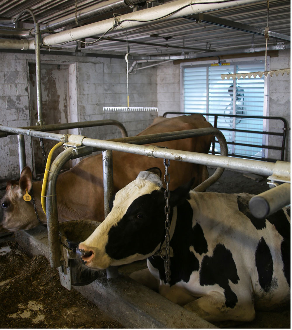 Cows in tie stall with electric trainers