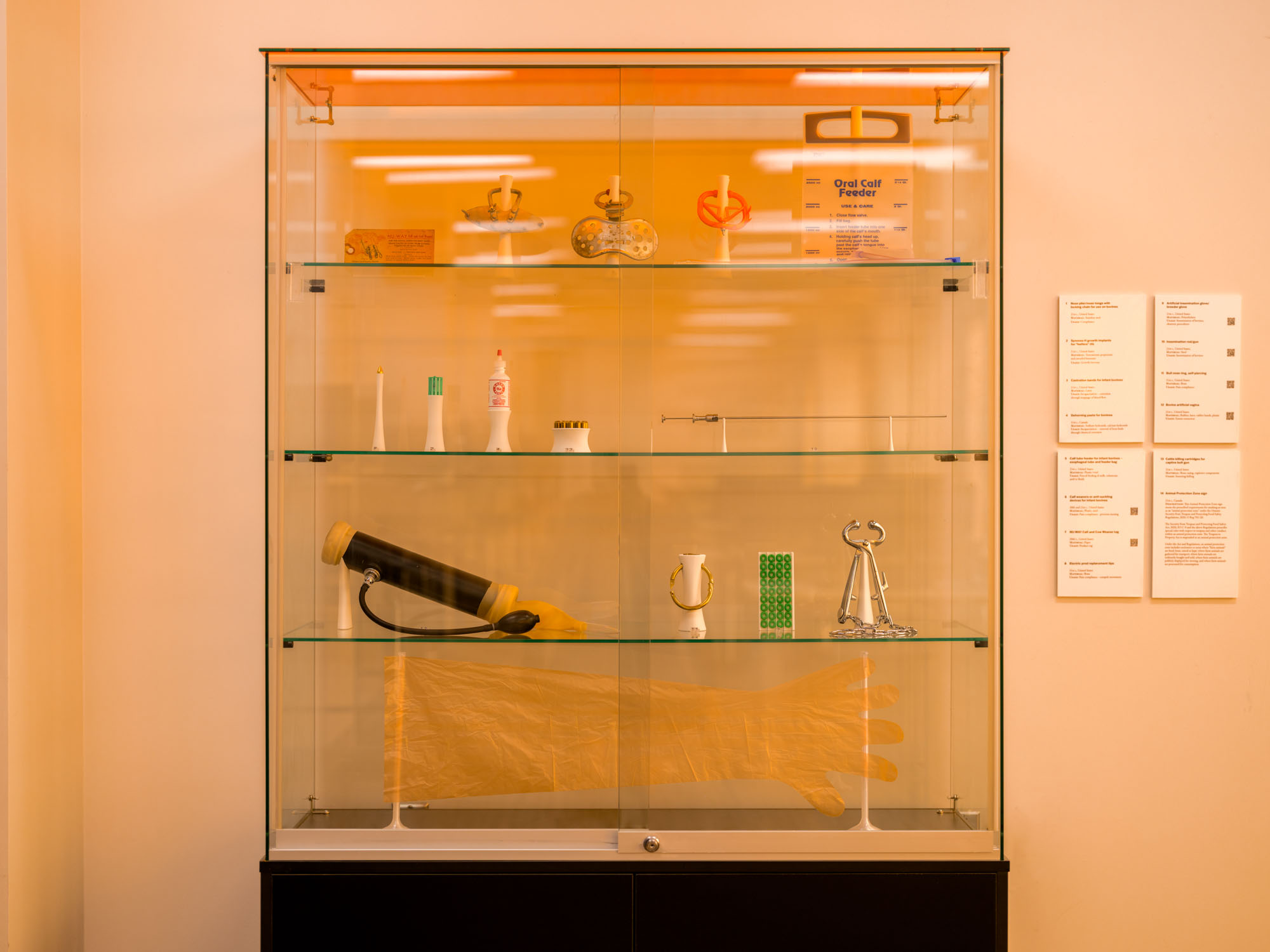 A vitrine displaying artifacts from the Museum of Human Predation.