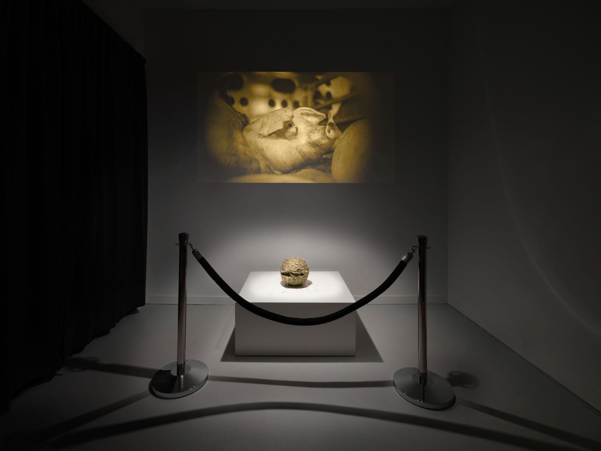 Hay sphere behind a velvet rope with t projection of a pig in the background.